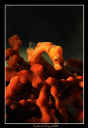 Denise Hippocampus (Pygmy Seahorse), 
D300, 60mm AF-S Ma... by Kay Burn Lim 